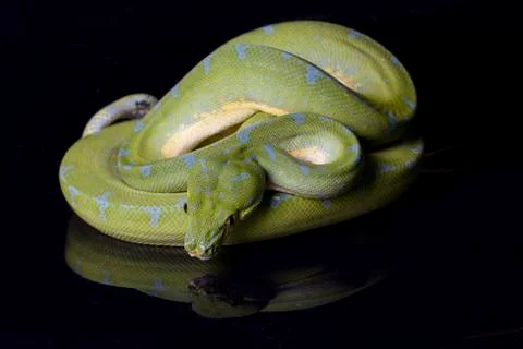 Green Tree Python (Morelia viridis) sorong locality isolated on black background Stock Photos