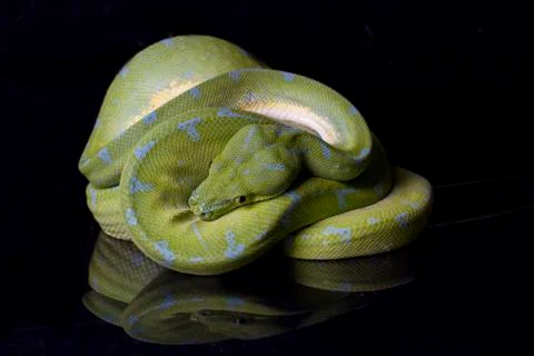 Green Tree Python (Morelia viridis) sorong locality isolated on black background Foto stock