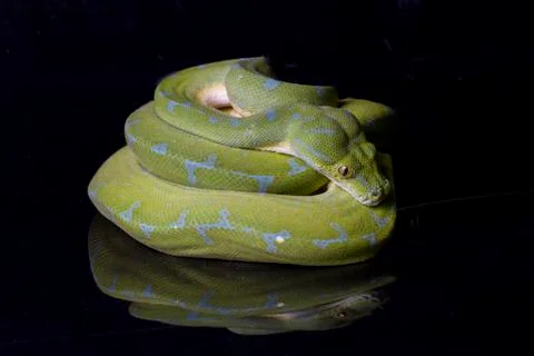 Green Tree Python (Morelia viridis) sorong locality isolated on black background Foto stock