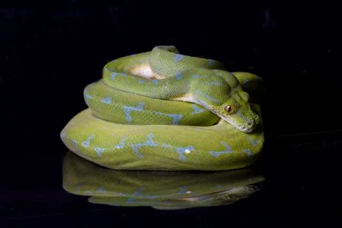 Green Tree Python (Morelia viridis) sorong locality isolated on black background 스톡 사진
