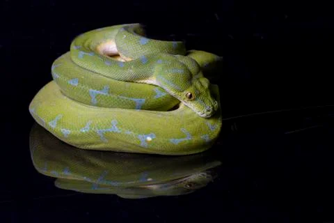 Green Tree Python (Morelia viridis) sorong locality isolated on black background Foto stock