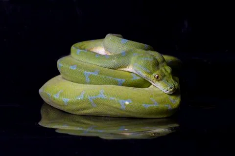 Green Tree Python (Morelia viridis) sorong locality isolated on black background Foto stock