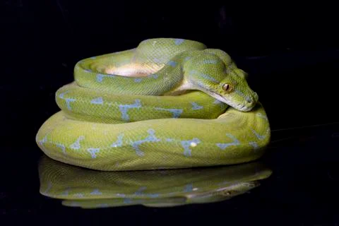 Green Tree Python (Morelia viridis) sorong locality isolated on black background Foto stock
