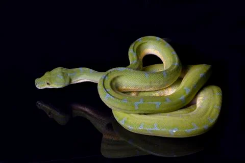 Green Tree Python (Morelia viridis) sorong locality isolated on black background Stock Photos