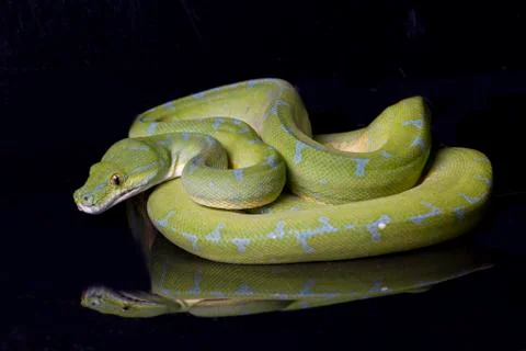 Green Tree Python (Morelia viridis) sorong locality isolated on black background Foto stock