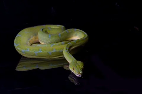 Green Tree Python (Morelia viridis) sorong locality isolated on black background 스톡 사진