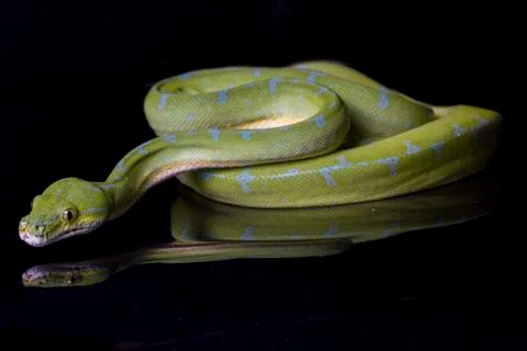Green Tree Python (Morelia viridis) sorong locality isolated on black background Photos