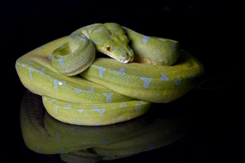Green Tree Python (Morelia viridis) sorong locality isolated on black background 写真素材