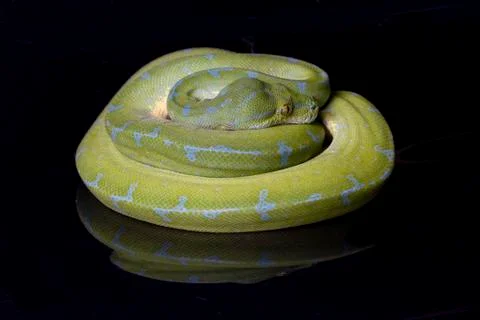 Green Tree Python (Morelia viridis) sorong locality isolated on black background Foto stock