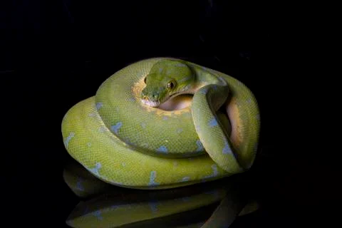 Green Tree Python (Morelia viridis) sorong locality isolated on black background 写真素材