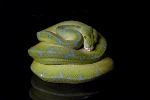 Green Tree Python (Morelia viridis) sorong locality isolated on black background Stock Photos