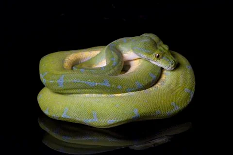 Green Tree Python (Morelia viridis) sorong locality isolated on black background Foto stock