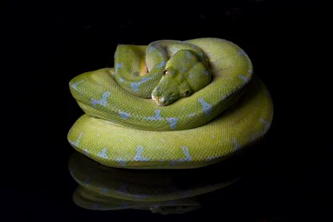 Green Tree Python (Morelia viridis) sorong locality isolated on black background Stock Photos