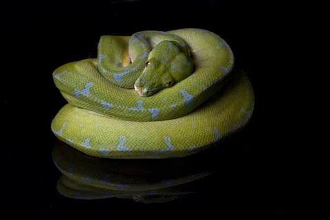 Green Tree Python (Morelia viridis) sorong locality isolated on black background 스톡 사진