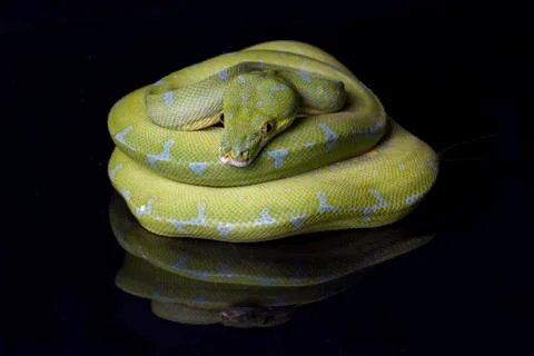 Green Tree Python (Morelia viridis) sorong locality isolated on black background Foto stock