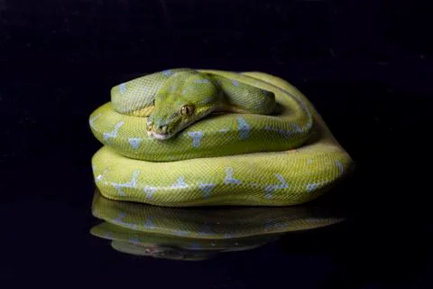 Green Tree Python (Morelia viridis) sorong locality isolated on black background 写真素材