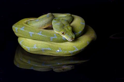 Green Tree Python (Morelia viridis) sorong locality isolated on black background 写真素材