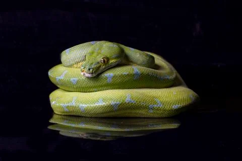 Green Tree Python (Morelia viridis) sorong locality isolated on black background Stock Photos