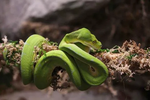 A green tree python (Morelia viridis) sleeps on a tree branch Foto stock