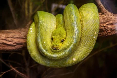 A green tree python (Morelia viridis) sleeps on a tree branch Foto stock