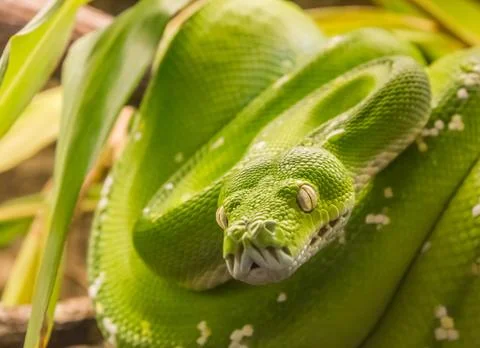Green tree python (Morelia viridis) Photos