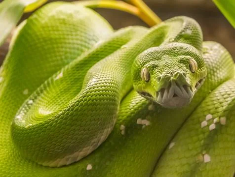 Green tree python (Morelia viridis) Foto stock