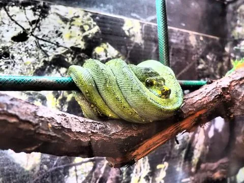 A Green Tree Python Morelia viridis, coiled on a dead tree. Pythonidae - a fa Foto stock