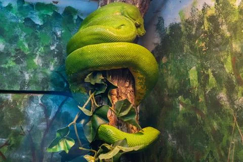 A green tree python (Morelia viridis) coiled on a branch in Central Florida Z Foto stock