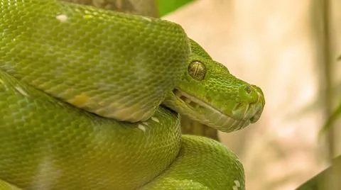 Green tree python Morelia viridis 스톡 사진
