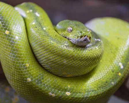 Green tree python Morelia viridis Germany Europe Foto stock