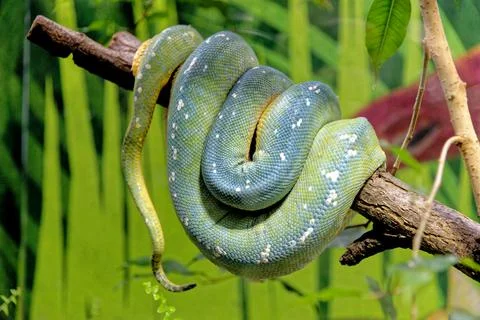 Green Tree Python - Morelia Viridis 스톡 사진