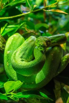 Green tree python (Morelia viridis) close-up. Portrait art. Foto stock