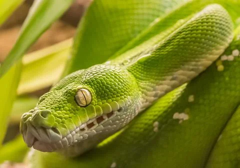Green tree python (Morelia viridis) Foto stock