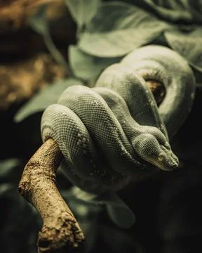 Green tree python (Morelia viridis) on a branch 写真素材