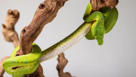 Green tree python (Morelia viridis) stretching across a log on a white backgroun Photos