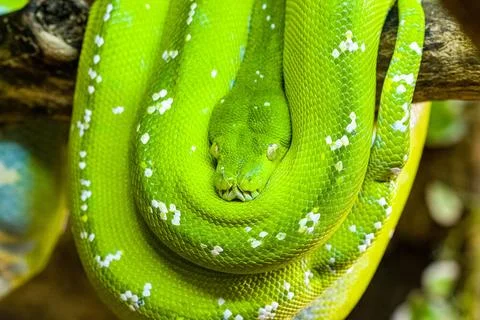 A Green tree python (Morelia viridis) rolled up on a branch of a tree. Joh... Stock-Fotos