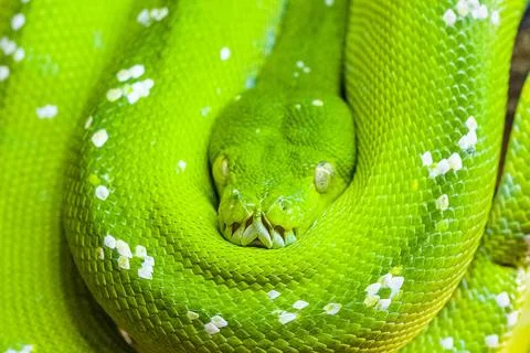 A Green tree python (Morelia viridis) rolled up on a branch of a tree. Joh... Stock-Fotos
