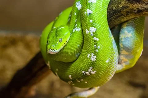 A Green tree python (Morelia viridis) rolled up on a branch of a tree. Joh... Stock-Fotos