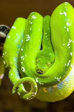 A Green tree python (Morelia viridis) rolled up on a branch of a tree. Joh... Stock-Fotos
