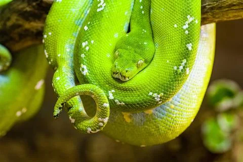 A Green tree python (Morelia viridis) rolled up on a branch of a tree. Joh... Stock-Fotos