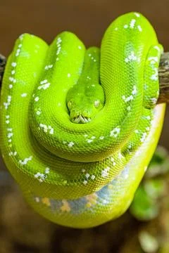A Green tree python (Morelia viridis) rolled up on a branch of a tree. Joh... Stock-Fotos