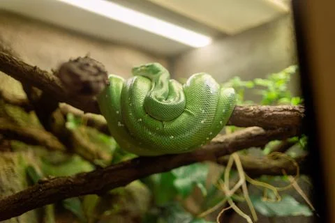 The green tree python (Morelia viridis). 写真素材