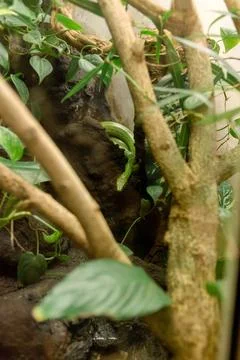 The green tree python (Morelia viridis). it is a bright green snake 写真素材