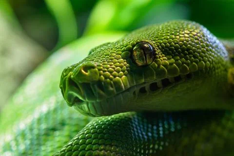  Green tree python (Morelia viridis) close-up. Portrait art. Green tree py... Foto stock
