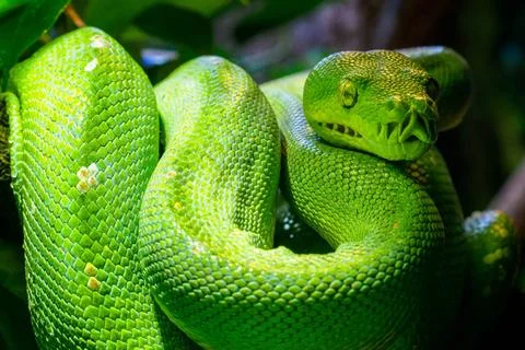 Green tree python (Morelia viridis) close-up. Portrait art. Green tree py... Stock-Fotos