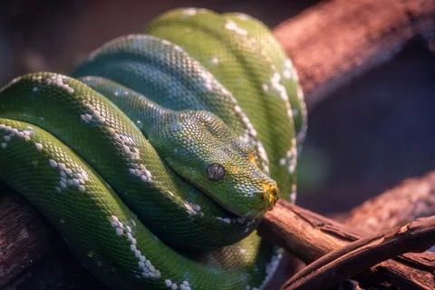 Green tree python (Morelia viridis) wrapped around branch and watching surr.. Foto stock