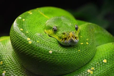 Green tree python (Morelia viridis) close up Close up portrait of beautifu... Photos