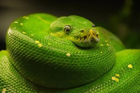 Green tree python (Morelia viridis) close up Close up portrait of beautifu... Stock-Fotos