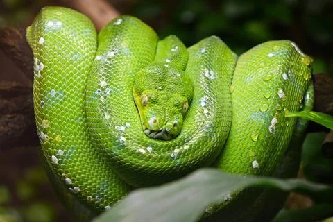 Green tree python (Morelia viridis) close up Close up portrait of beautifu... Photos