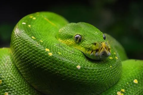 Green tree python (Morelia viridis) close up Close up portrait of beautifu... Foto stock